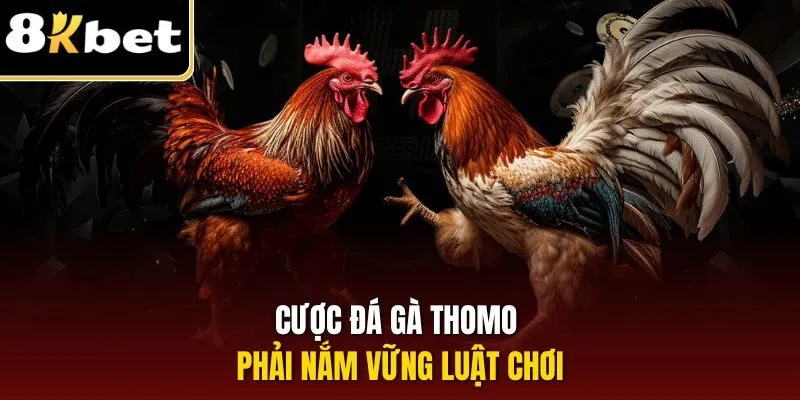 Đá Gà Thomo | Hình Thức Chọi Kê Đặc Sắc Hàng Đầu 8KBET 3 Cược đá gà Thomo phải nắm vững luật chơi