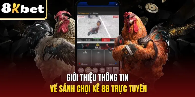 Giới thiệu thông tin về sảnh chọi kê 88 trực tuyến