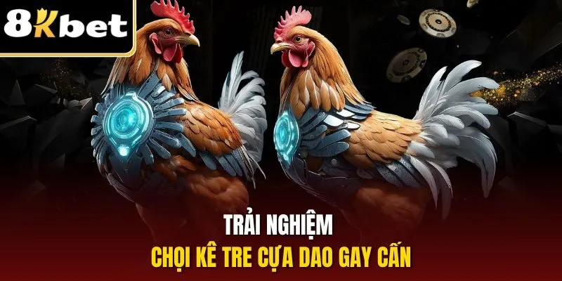 Đá Gà Cựa Dao | Hình Thức Đẫm Máu, Gay Cấn Tại 8KBET 3 Trải nghiệm chọi kê tre cựa dao gay cấn